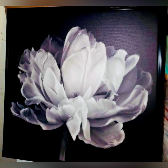 24" H x 24" W x 2" D Tulipa Double Black White Framed On Canvas | NWOT - Picture 7 of 8